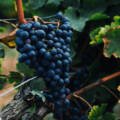 Os 10 melhores vinhos para beber no verão